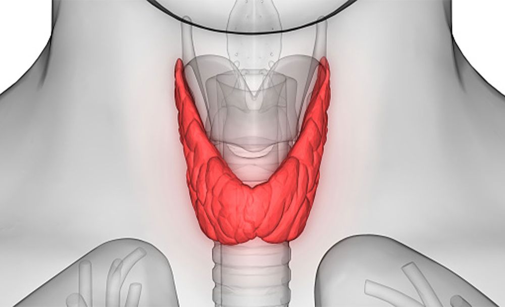 Thyroid Illustration